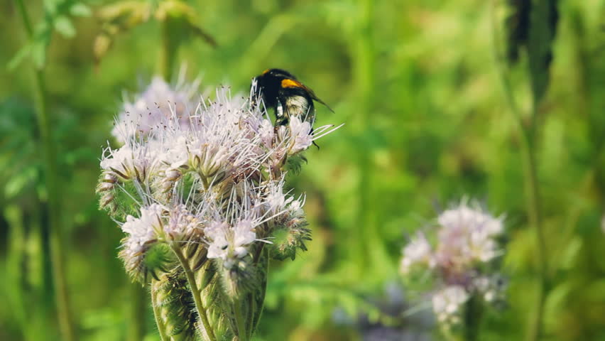 Natural scene with Purple lucerne and bumble bee