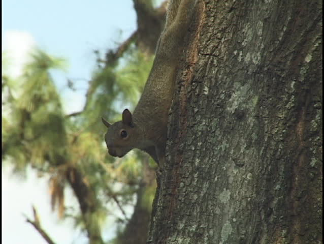 squirrel