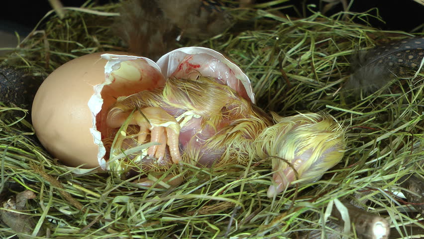 Birth of a little wet yellow chicken