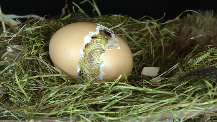 Just seconds before the hatching of a little wet chick