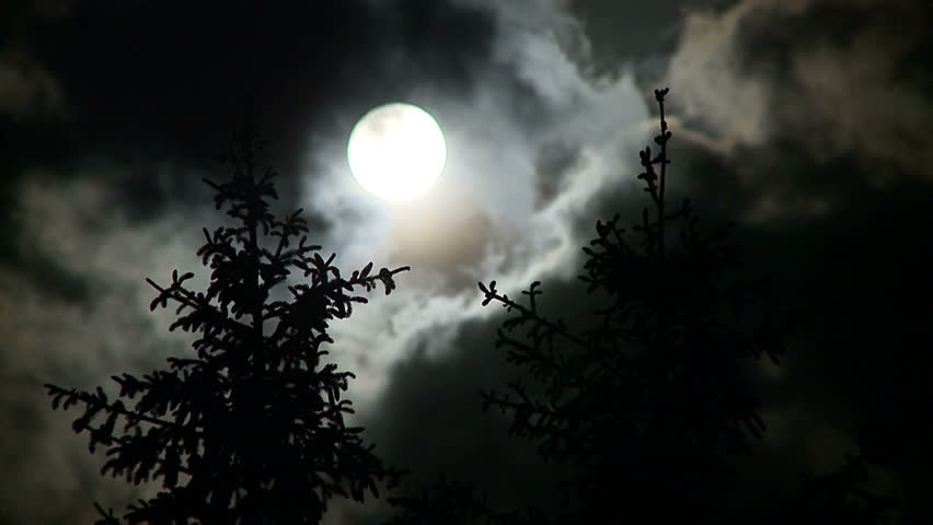 Full moon in the pine forest