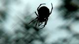 Such terrible spider dreams not only to insects but also many people