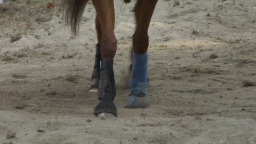 Closeup slow motion of horse 