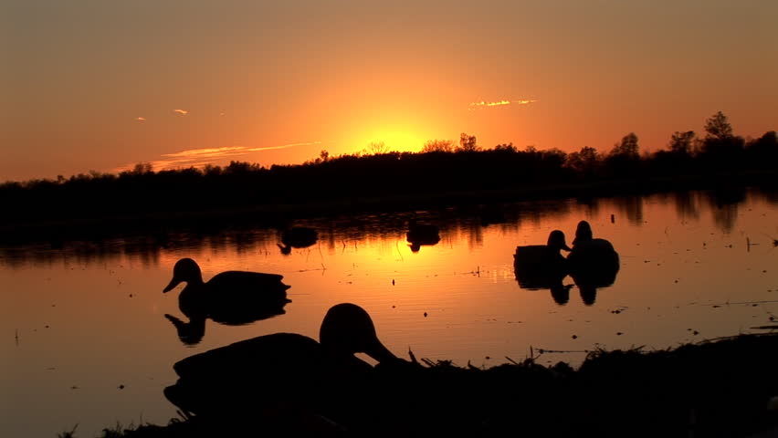 Mallard Ducks (Anas platyrhynchos) are a common sport hunting species that migrate across North America from Alaska in the summer to Florida in the winter. Ducks rising over decoys at sunrise.