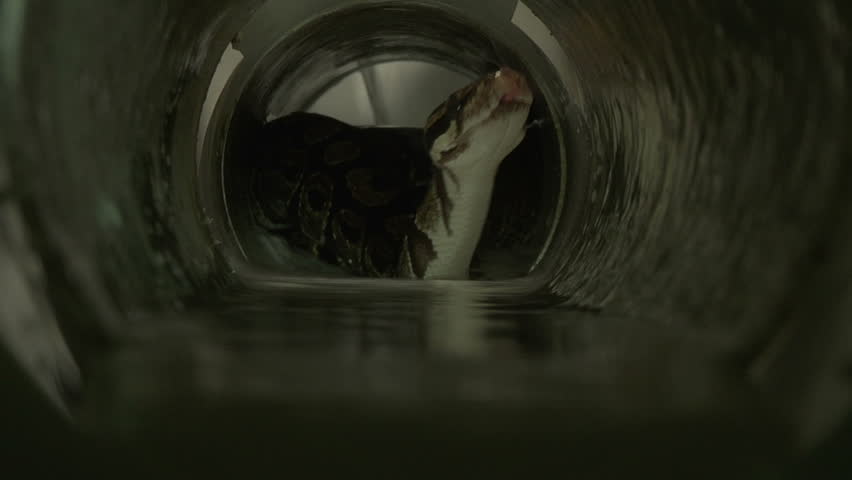 Python in Sewer