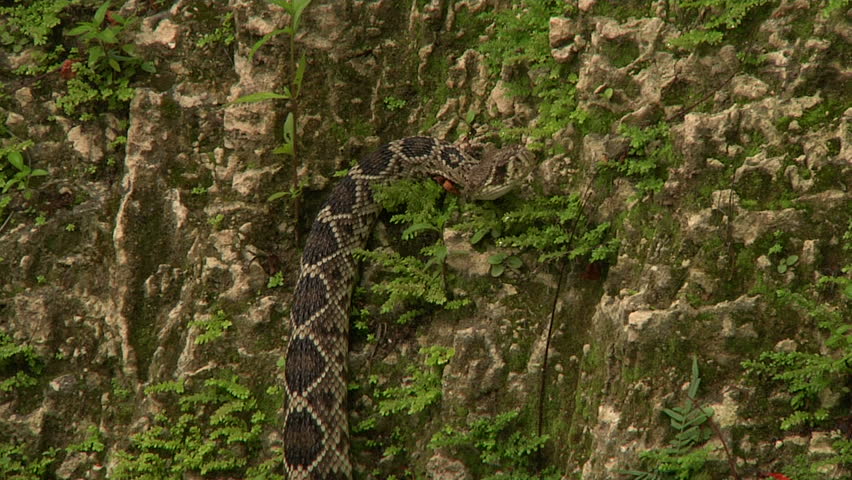 Eastern DB Rattler