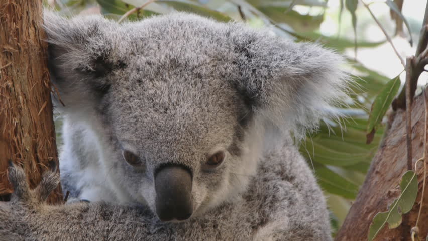 Koala bear closeup