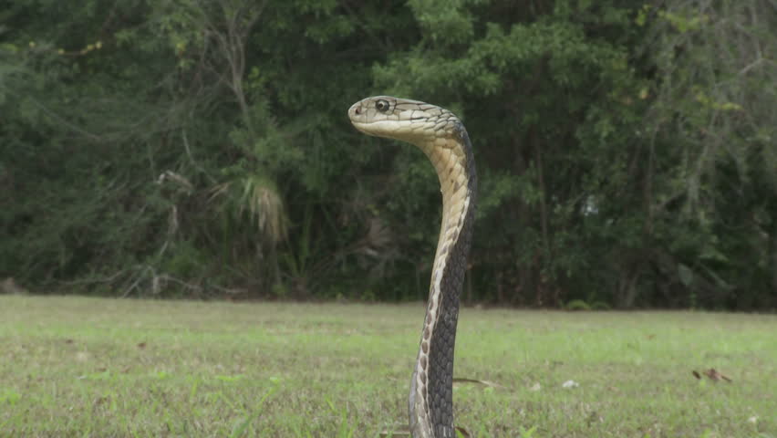 King Cobra alert & angry