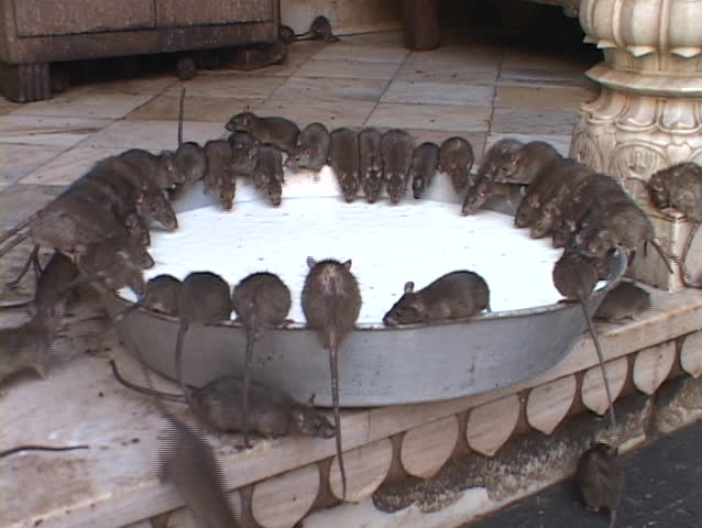 Rats sit perched on the edge of a giant vat of milk in Rajasthan, India.
