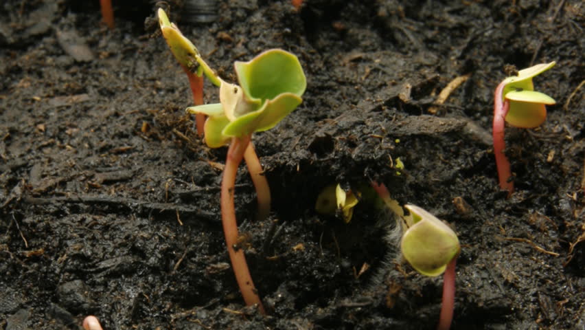 timelapse of radish seeds, part II of II
