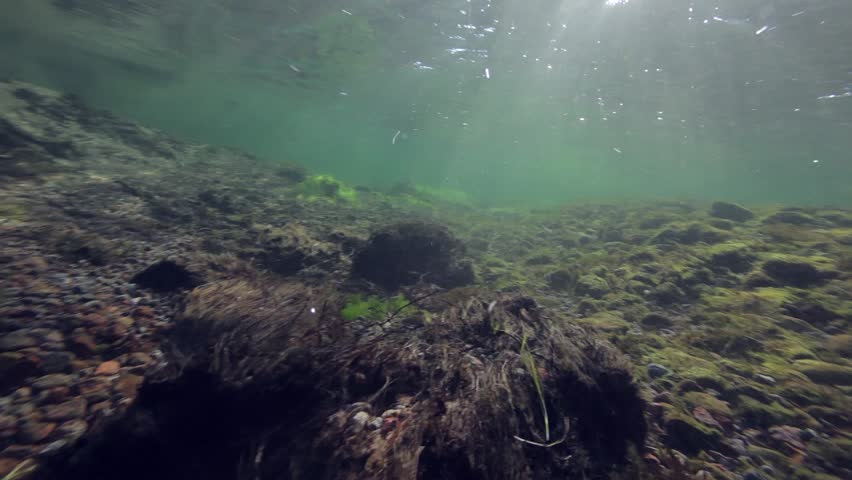 Underwater footage of an arctic char (Salvelinus alpinus) from Paradise Valley, Greenland.