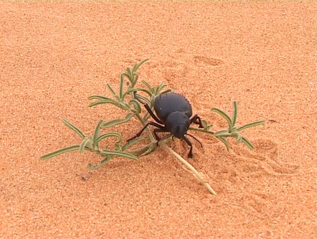 Black beetle on desert flower