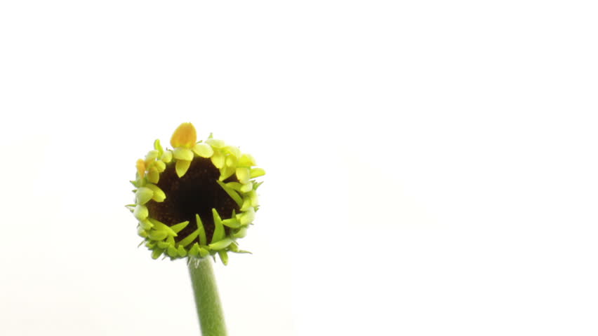 time lapse of growing yellow orange gerbera close shot 