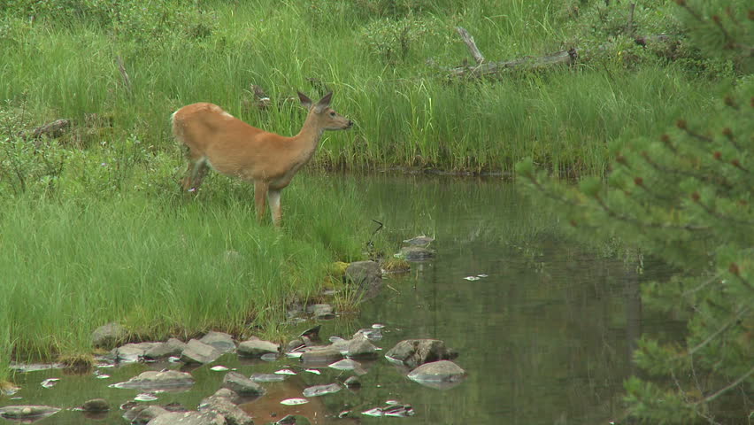 Whitetail doe grazing in a meadow
