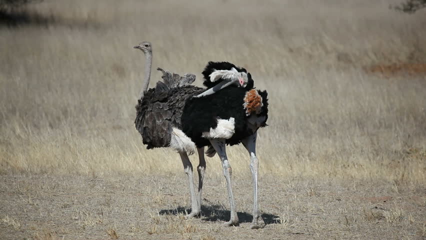 Male and female ostrich (Struthio camelus), Kalahari desert, South Africa