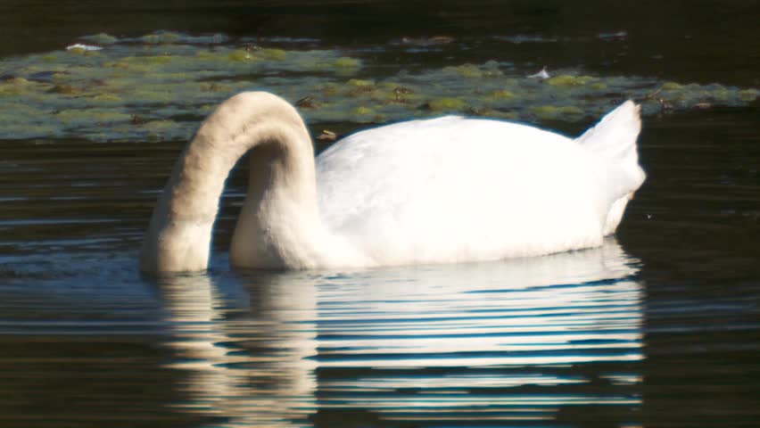 swan