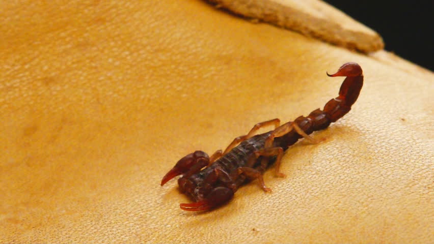 Scorpion (Vejovis carolinianus), Known as the Southern Devil Scorpion, found in the house on bedroom slippers. Cooler September weather moves them inside the house looking for a dark place to hide.