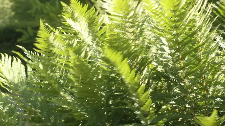 Fresh green fern
