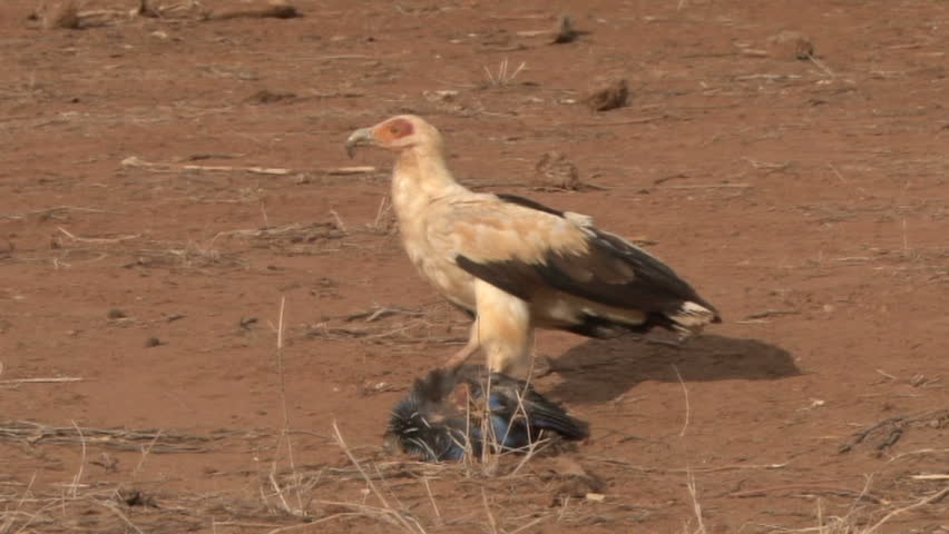 Palm nut vulture picking the feathers off of a fowl.