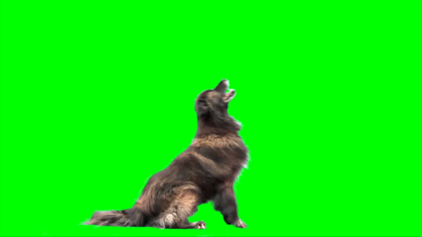 Big sheep dog jumps on 2 legs