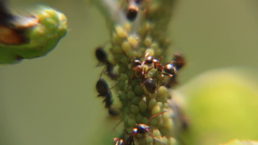 Ants