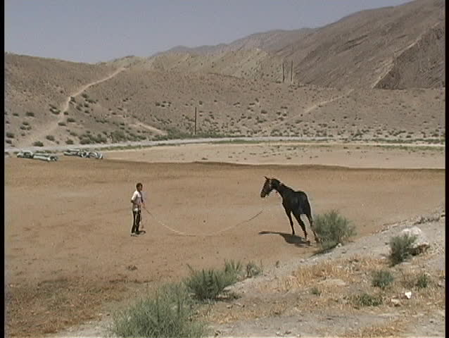 A young man exercises an Akhal-Teke horse on sandy ground.