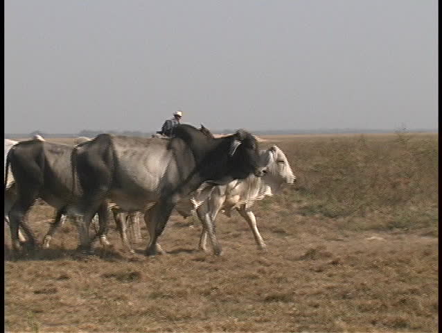 Riders on horseback accompany a herd of cows as they stampede across the prairie in a third world country.