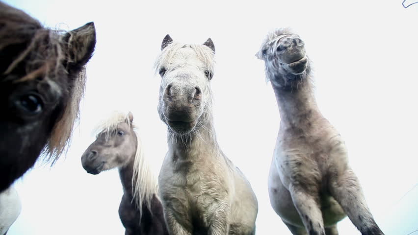 ponies in morning fog
