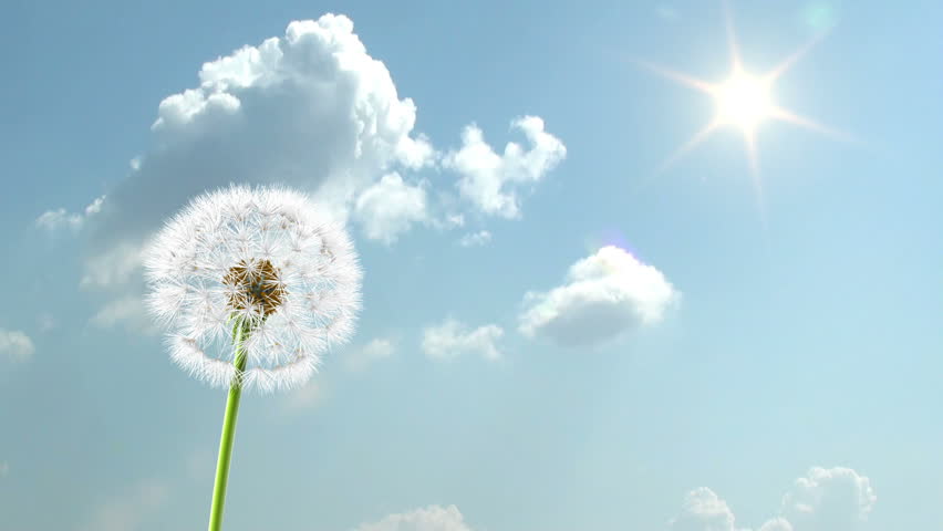 Dandelion, 3d animation on time-lapsed sky background