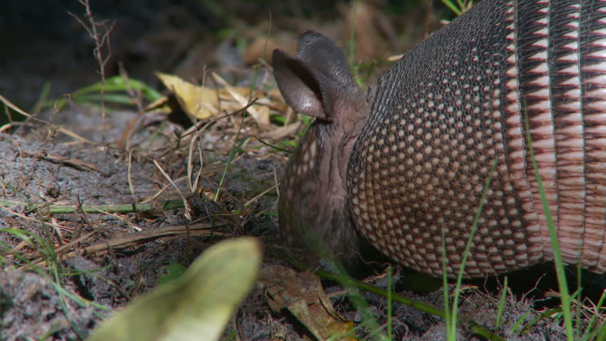 Armadillo searching for food