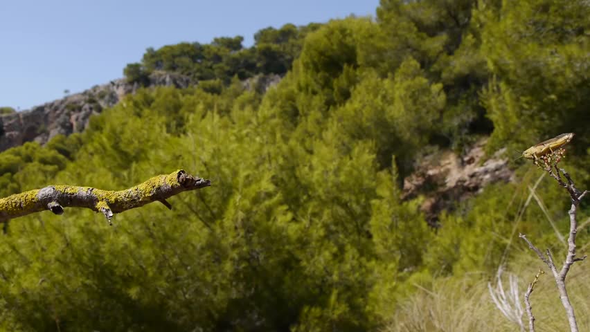 chameleon hunting in the pine