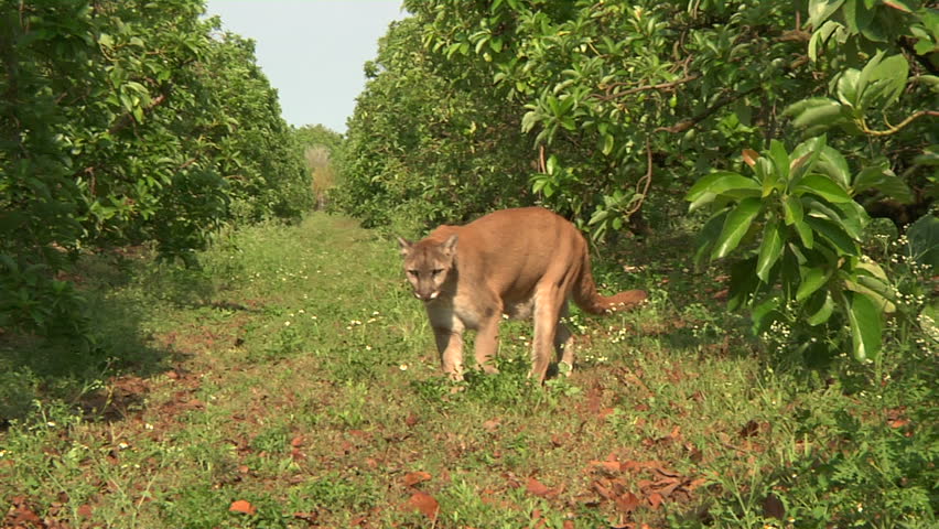 Florida panther walks towards camera