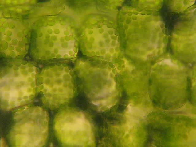 The breath of cells (cell respiration and movements of green chloroplast )