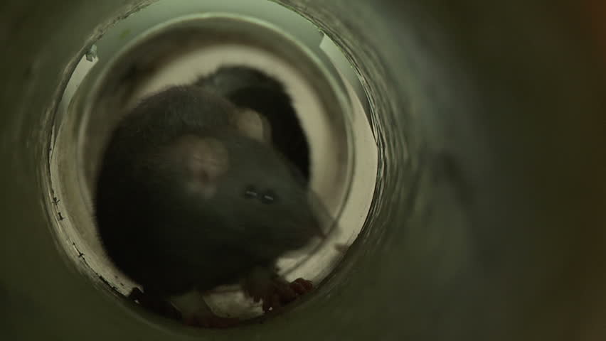 Static ECU of two rats trapped in pipe