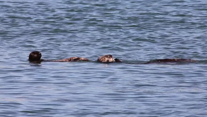 An Endangered Sea Otter (Enhydra lutris nereis) and Her Baby Play and Clean in the Waters of California