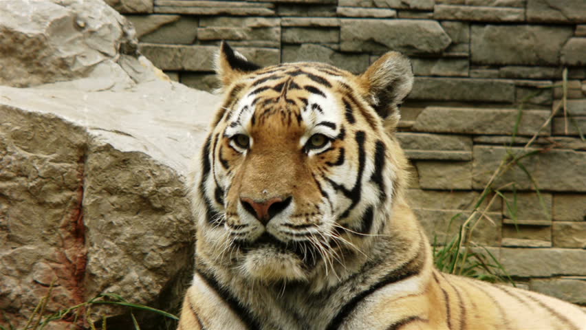 Tiger Turning Head and Looking.