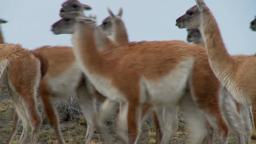 Guanacos walk together in formation  in the Andes mountains, Patagonia, Torres Del Paine.