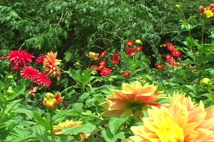 Zoom-in on a butterfly on a flower.
