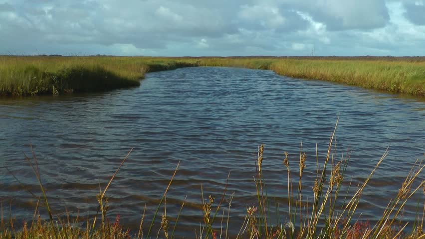 Swamp, intertidal mudflats, Borkum, North Sea, Germany
