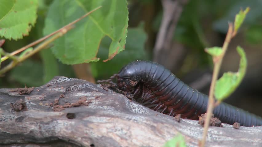 An African millipede or centipede crawls across a jungle branch.