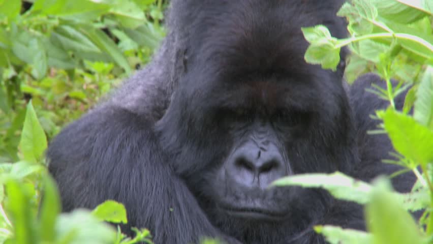 A mountain gorilla sits in the jungle greenery on a volcano in Rwanda.