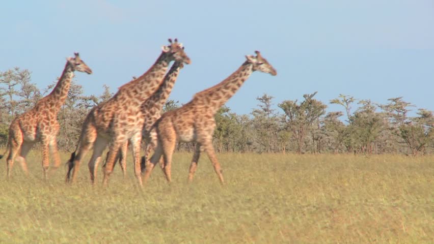 Giraffes walk through golden grasslands in Africa.
