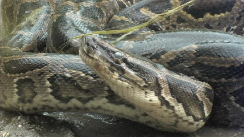 Aggressive python