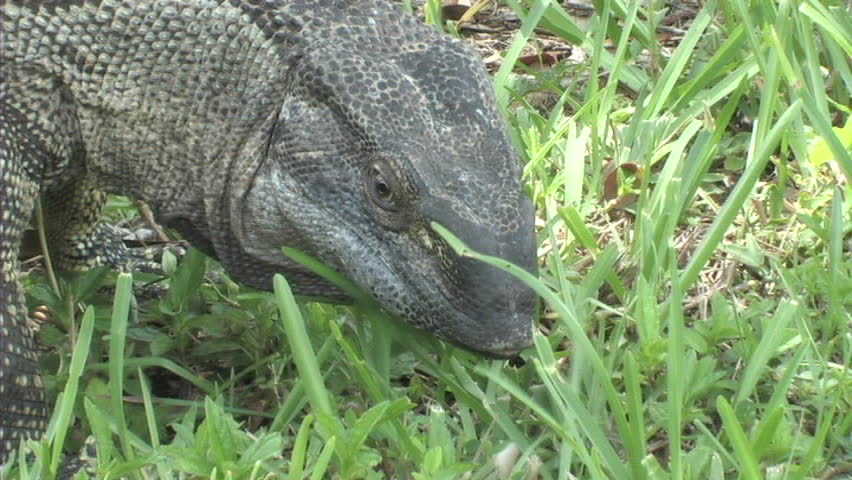 Black throat monitor walks around grassy area