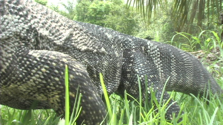 Black throat monitor walks right up to camera