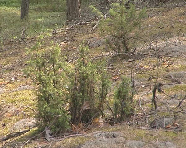 Wild juniper in coniferous forest. Natural plant view. 