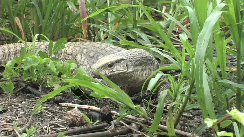 Monitor and Toad encounter