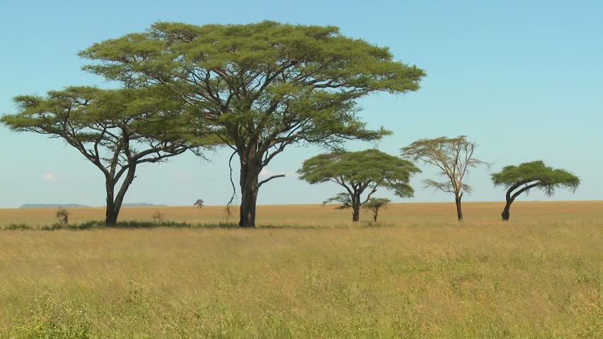 Acacia trees grown on the African savannah.