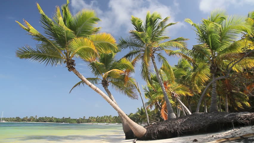 Caribbean beach with palms - sequence