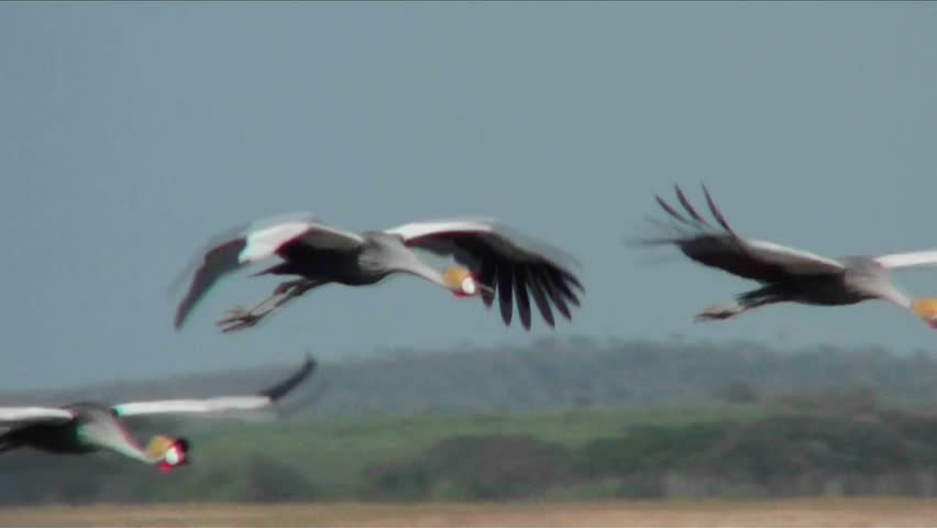 Beautiful slow motion shot of African crested cranes in flight.